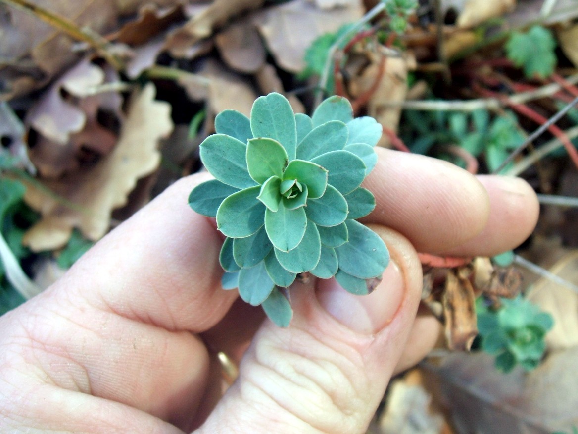 Euphorbia barrelieri / Euforbia di Barrelier